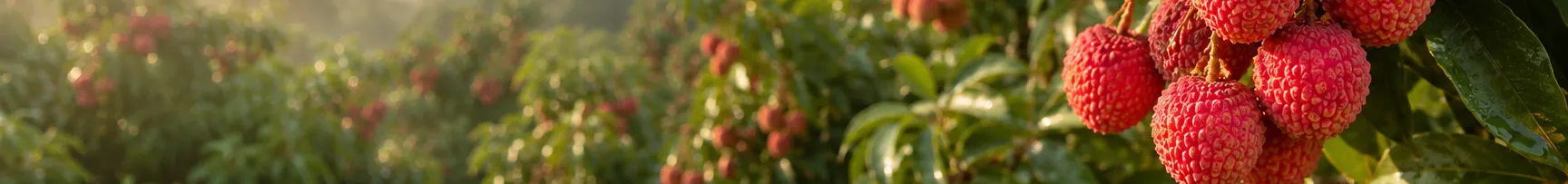 王城_inbanner.webp